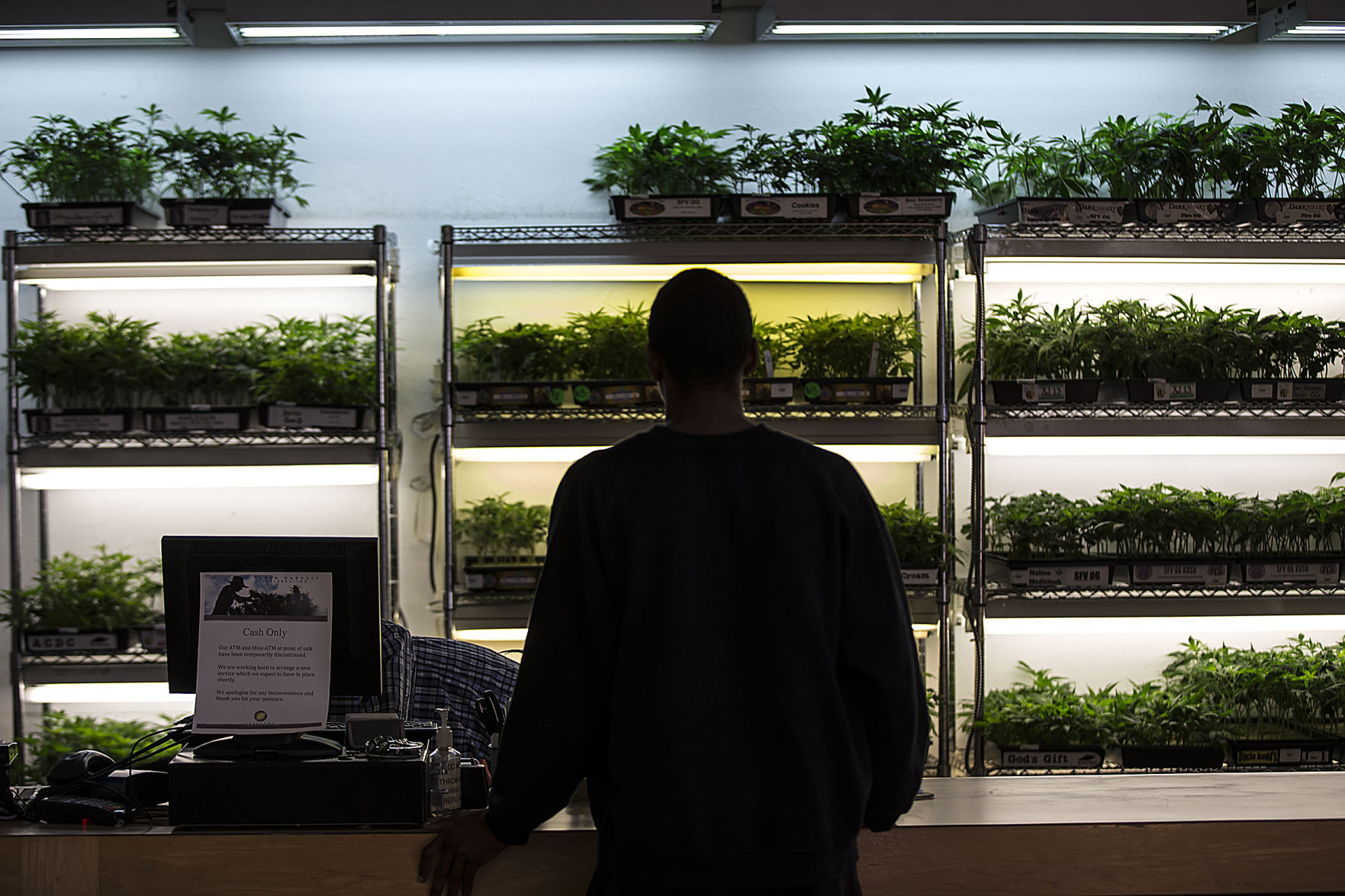 US NEWS CALIF-MARIJUANA LA